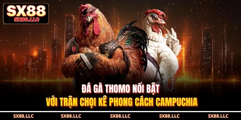Đá Gà Thomo Nổi Bật Với Trận Chọi Kê Phong Cách Campuchia